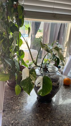 Monstera for sale