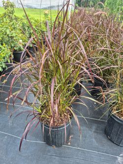 PURPLE FOUNTAIN GRASS 3GALLONS