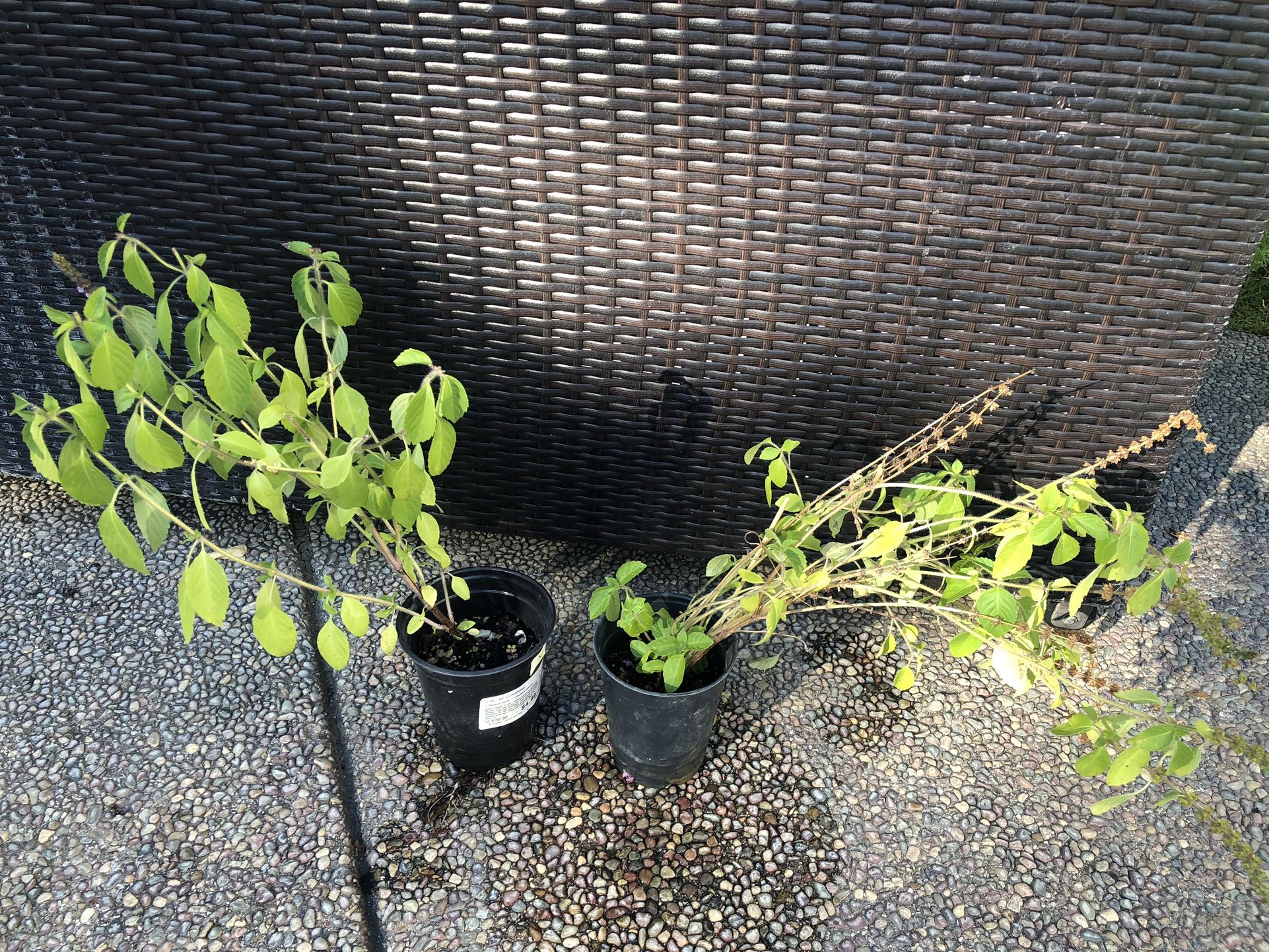 Healthy Tulsi Plants ( Only 2 Left)