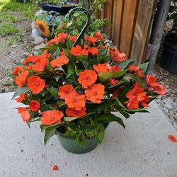 Sun Impatient Large Baskets, Beautiful and Healthy HANGING BASKETS PLANTS ARRIVED. $14 each