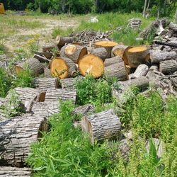 Oak Saesoned Logs.    200.00 For Truck Load.  12ft Stake Truck Bed Full Make Offer If Interested 