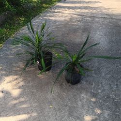 2 Dracaena Plant 🪴 