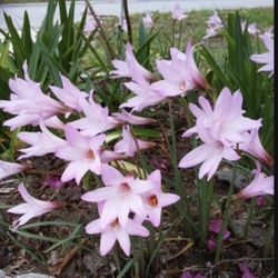 BLOOMING RAIN LILY FAIRY PLANT FOR SALE IN LARGO 