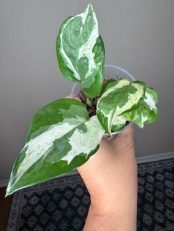 Pothos N’Joy Live Plant