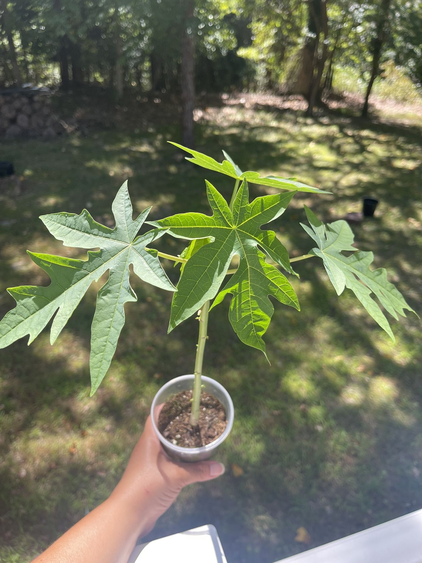 Papaya