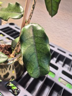 Hoya Globulosa