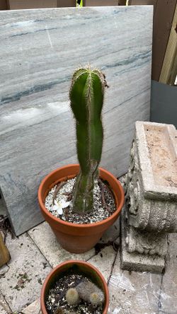Medium 18 inch cactus