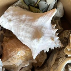Large seashells
