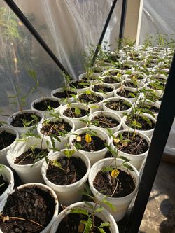 $3 each mesquite trees