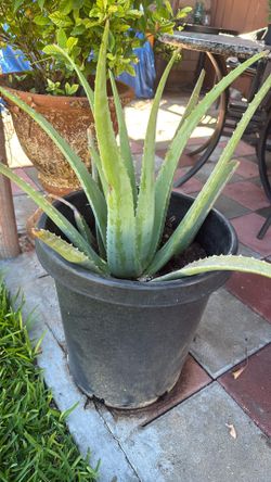 Savia  Aloe Vera Plant For Sale  (Pick up only) 