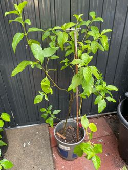 Muicle (honeysuckle)