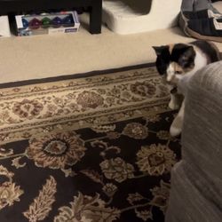 $50 OBO 8'x10' Traditional Rug 