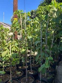 Cherimoya fruit trees