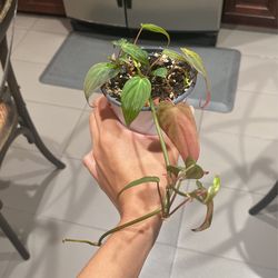 Philodendron Mican