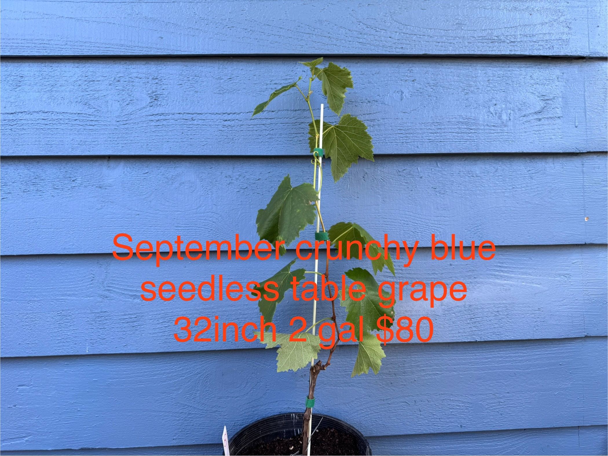 september crunchy blue seedless table grape plant