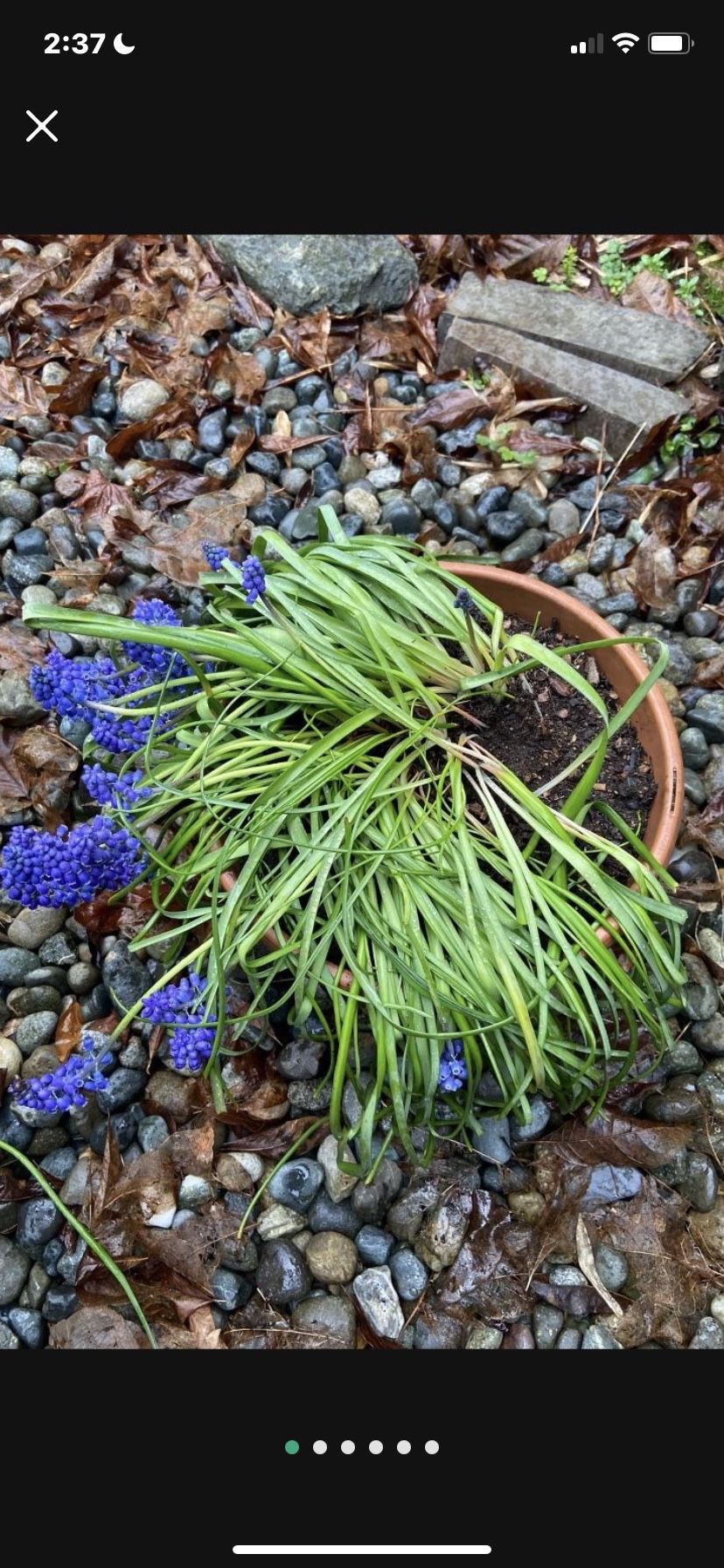 Large Pot Full Of Grape hyacinth, Muscari, Perennial Plant