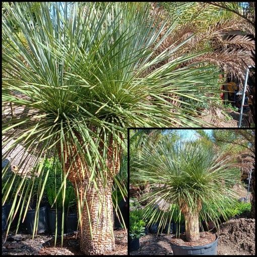 Double Yucca Rostrata Palm $1500🌴🌴