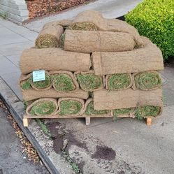 Bluegrass Sod Rolls 