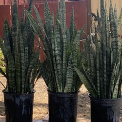 Snake Plants 