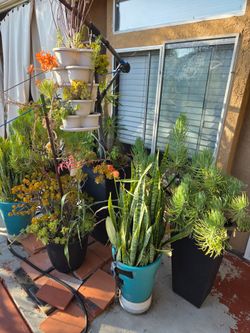 Large Mature Succulent & Snake Plant Collection – Multiple XL Plants
