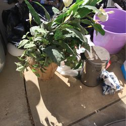 Fake plant 4.5 Ft