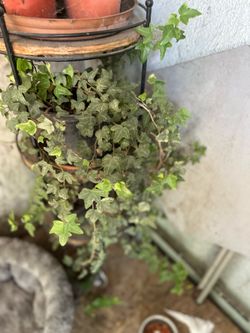 Ivy