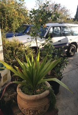 Aloe,lemon,lime,and etc