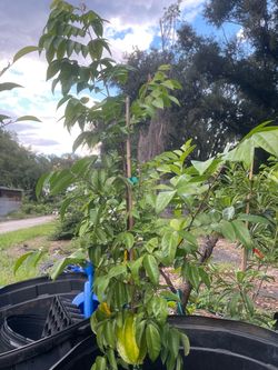 Star fruit tree grafted