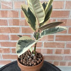 🌿 Variegated Rubber Tree