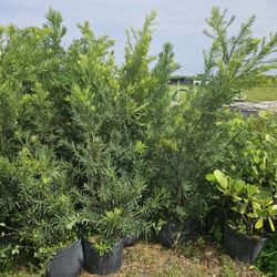podocarpus  over 5 to 6 feet  tall Instant Privacy Hedge For Fence 