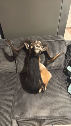 Exotic Wild Goat Taxidermy Mount – Trophy Shoulder Mount