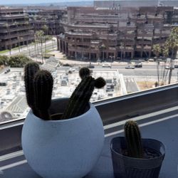 Cactus In A Pot