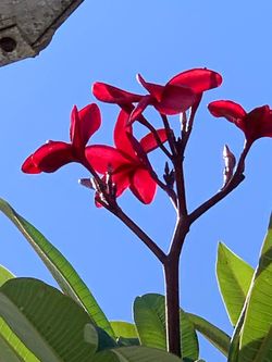 Red cuttings available
