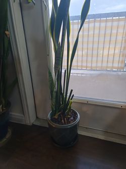 Snake Plant 2.5 Ft Tall