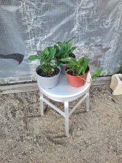 Syngonium Plant 6" Nursery Pot $6 each