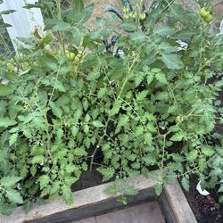 Cherry Tomato Plants 
