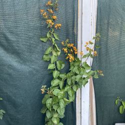 Bougainvillea, Veranera, Camellina Blooming Yellow Flowers , 5 Feet Tall Is In 5 Gallóns Pot Pick Up Only