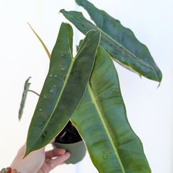 Philodendron Billietiae Plant 4" Pot - Indoor House Plants