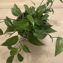Baltic Blue Pothos