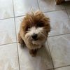Jake