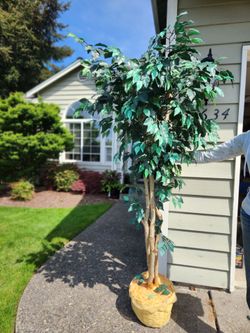 Silk indoor ficus tree