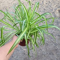 Spider Plant 6" Pot $7 Each