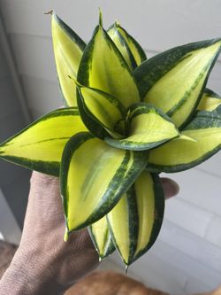 sansevieria green Dark Green Snake Plant
