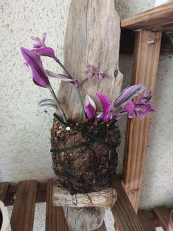 BUD VASE/ CUTTINGS/DECOR