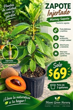 Mamey zapote Ingertado