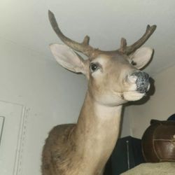 Deer Head