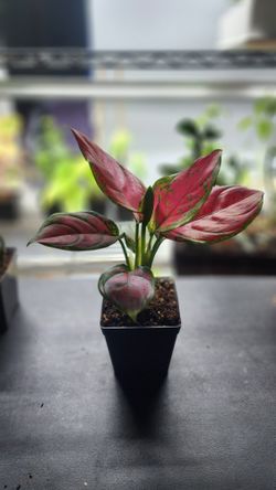 Plant - Aglaonema 