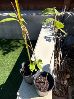 Healthy atemoya/cherimoya trees $15 each