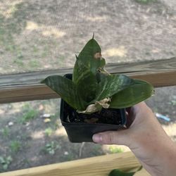Sansevieria Plant 3