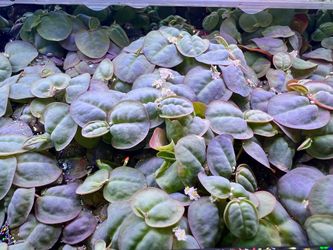 Red Root Floater (Phyllanthus fluitans) Freshwater Floating Plant